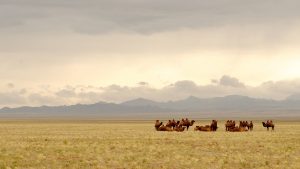 mongolia banner image