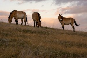 Takhi Horses